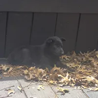 Sheba, a female German Shepherd Dog for sale in Dallas, TX – Photo 1 of 2