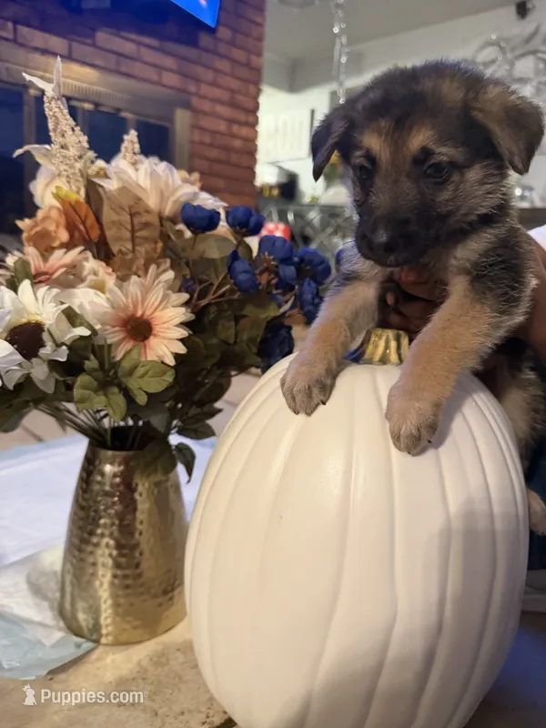Mya – German Shepherd Dog puppy for sale in Dallas, TX