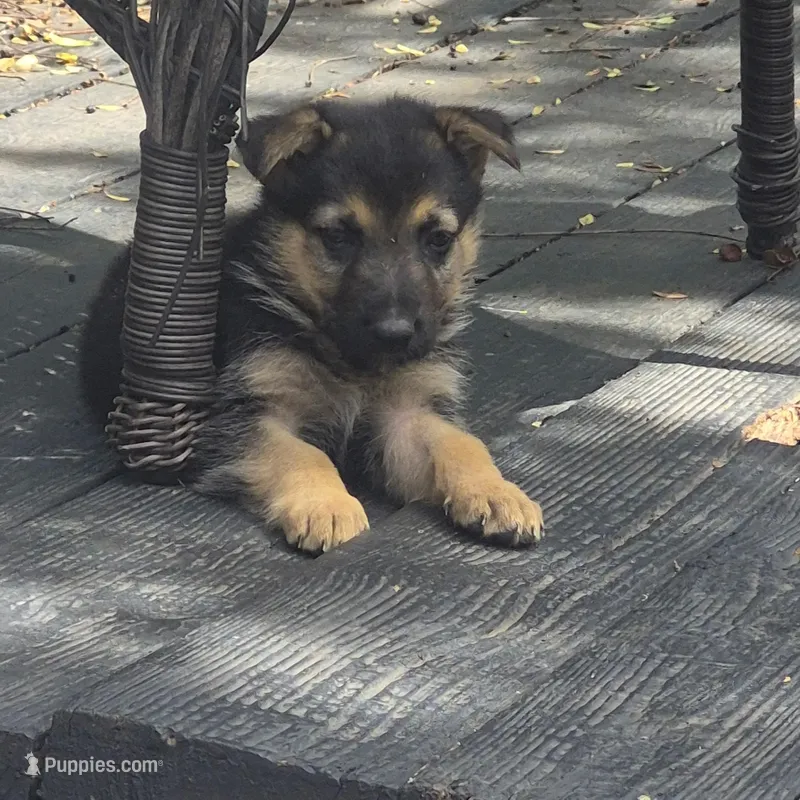 Goldie  – German Shepherd Dog puppy for sale in Dallas, TX
