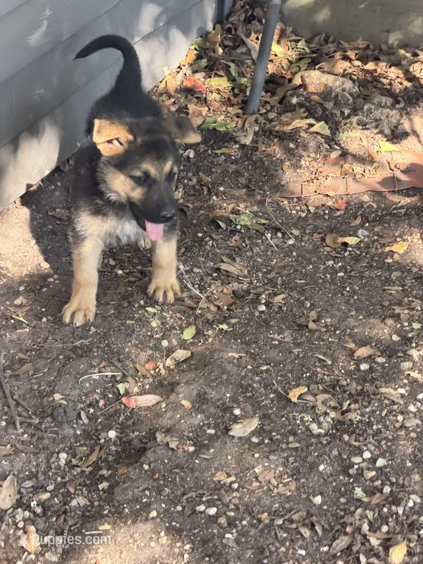 Lizzo – German Shepherd Dog puppy for sale in Dallas, TX