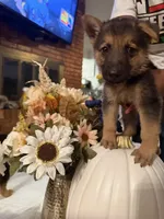 P. Diddy, a male German Shepherd Dog for sale in Dallas, TX – 1 of 1