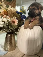 Lizzo, a female German Shepherd Dog for sale in Dallas, TX – 2 of 2