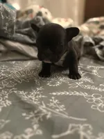 Hank, a male French Bulldog for sale in Washington, DC – Photo 4 of 10