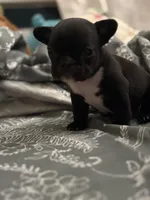 Hank, a male French Bulldog for sale in Washington, DC – Photo 2 of 10