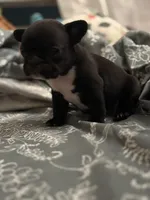 Hank, a male French Bulldog for sale in Washington, DC – Photo 3 of 10