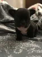 Hank, a male French Bulldog for sale in Washington, DC – Photo 5 of 10