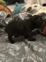 Hank, a male French Bulldog for sale in Washington, DC – Photo 10 of 10