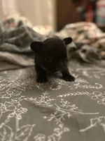 Hank, a male French Bulldog for sale in Washington, DC – Photo 6 of 10