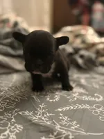 Hank, a male French Bulldog for sale in Washington, DC – Photo 7 of 10