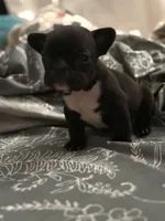 Hank, a male French Bulldog for sale in Washington, DC – Photo 8 of 10