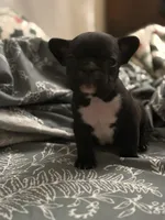 Hank, a male French Bulldog for sale in Washington, DC – Photo 9 of 10