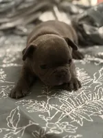 Ashes, a male French Bulldog for sale in Washington, DC – Photo 9 of 10