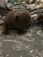 Ashes, a male French Bulldog for sale in Washington, DC – Photo 10 of 10