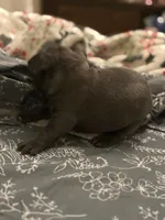 Ashes, a male French Bulldog for sale in Washington, DC – Photo 6 of 10