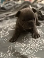 Ashes, a male French Bulldog for sale in Washington, DC – Photo 7 of 10