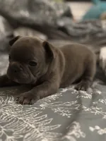 Ashes, a male French Bulldog for sale in Washington, DC – Photo 2 of 10