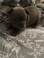 Ashes, a male French Bulldog for sale in Washington, DC – Photo 3 of 10