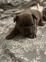 Ashes, a male French Bulldog for sale in Washington, DC – Photo 8 of 10