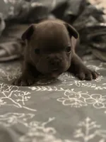 Ashes, a male French Bulldog for sale in Washington, DC – Photo 1 of 10