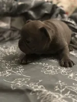 Ashes, a male French Bulldog for sale in Washington, DC – Photo 5 of 10