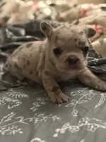 Bow, a male French Bulldog for sale in Washington, DC – Photo 1 of 7