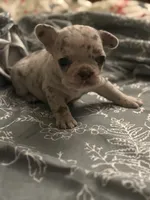 Bow, a male French Bulldog for sale in Washington, DC – Photo 4 of 7