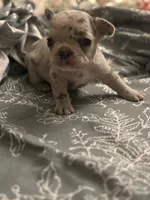 Bow, a male French Bulldog for sale in Washington, DC – Photo 2 of 7