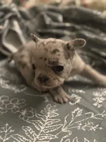 Bow, a male French Bulldog for sale in Washington, DC – Photo 6 of 7