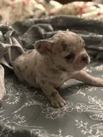 Bow, a male French Bulldog for sale in Washington, DC – Photo 7 of 7