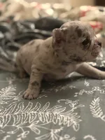 Bow, a male French Bulldog for sale in Washington, DC – Photo 5 of 7