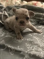 Bow, a male French Bulldog for sale in Washington, DC – Photo 3 of 7