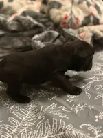 Shadow , a male French Bulldog for sale in Washington, DC – Photo 9 of 9