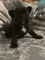 Shadow , a male French Bulldog for sale in Washington, DC – Photo 8 of 9