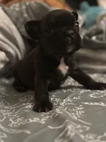 Shadow , a male French Bulldog for sale in Washington, DC – Photo 6 of 9