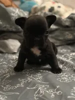 Shadow , a male French Bulldog for sale in Washington, DC – Photo 2 of 9