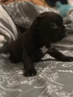 Shadow , a male French Bulldog for sale in Washington, DC – Photo 5 of 9