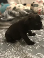 Shadow , a male French Bulldog for sale in Washington, DC – Photo 7 of 9