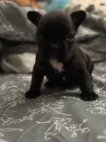 Shadow , a male French Bulldog for sale in Washington, DC – Photo 1 of 9