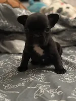 Shadow , a male French Bulldog for sale in Washington, DC – Photo 3 of 9