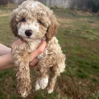Otis, a male Poodle - Toy  for sale in Moore, SC – Photo 6 of 7