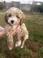 Otis, a male Poodle - Toy  for sale in Moore, SC – Photo 6 of 7