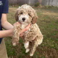 Otis, a male Poodle - Toy  for sale in Moore, SC – Photo 4 of 7