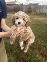 Otis, a male Poodle - Toy  for sale in Moore, SC – Photo 4 of 7