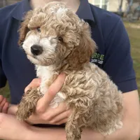 Otis, a male Poodle - Toy  for sale in Moore, SC – Photo 2 of 7