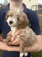 Otis, a male Poodle - Toy  for sale in Moore, SC – Photo 2 of 7