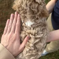 Otis, a male Poodle - Toy  for sale in Moore, SC – Photo 7 of 7