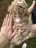 Otis, a male Poodle - Toy  for sale in Moore, SC – Photo 7 of 7