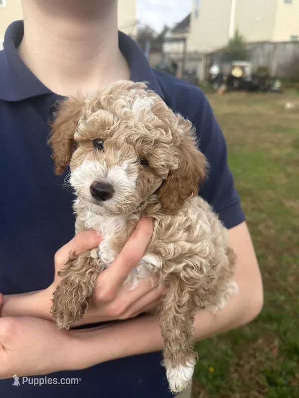 Otis, a male Poodle - Toy  for sale in Moore, SC – Photo 1 of 7