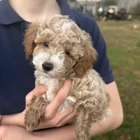 Otis, a male Poodle - Toy  for sale in Moore, SC – Photo 1 of 7