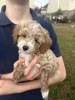 Otis, a male Poodle - Toy  for sale in Moore, SC – Photo 1 of 7
